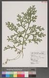 Selaginella doederleinii Hieron. ͮڨf