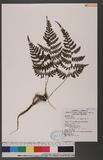 Cornopteris fluvialis (Hayata) Tagawa js