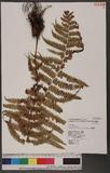 Lunathyrium pycnosorum (Christ) Koidz. `s\