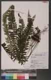 Asplenium cheilosorum Kunze ex Mett. 薄葉孔雀鐵角蕨