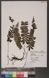 Asplenium ensiforme Wall. ex Hook. & Grev. CK