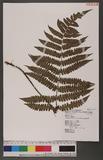 Cornopteris decurrenti-alatum (Hook.) Nakai s