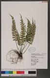 Asplenium planicaule Wall. ex Hook. ׸K