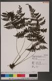 Cornopteris fluvialis (Hayata) Tagawa js