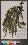 Asplenium cheilosorum Kunze ex Mett. ճK