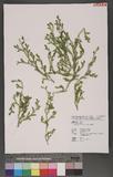 Selaginella remotifolia Spring f