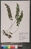 Asplenium filipes Copel. ƾK