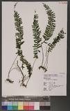 Asplenium filipes Copel. ƾK