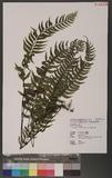 Asplenium cataractarum Rosenst. K