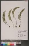 Asplenium filipes Copel. ƾK