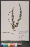 Asplenium cataractarum Rosenst. K