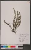 Asplenium tripteropus Nakai TK