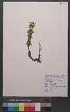 Lycopodium serratum Thunb. var. longipetiolatum Spring `dh