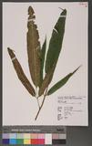 Coniogramme japonica (Thunb.) Diels 饻X