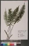 Asplenium cataractarum Rosenst. K