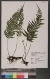 Asplenium cataractarum Rosenst. K