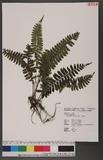 Asplenium subnormale Copel. pK