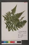 Dryoathyrium boryanum (Willd.) Ching nv