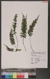 Asplenium filipes Copel. ƾK