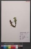 Lycopodium serratum Thunb. var. longipetiolatum Spring `dh