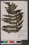 Cornopteris opaca (D.Don) Tagawa ¸s
