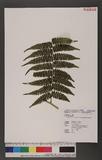 Dryoathyrium boryanum (Willd.) Ching nv