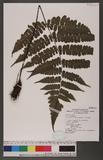 Cornopteris decurrenti-alatum (Hook.) Nakai s