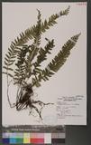 Asplenium cheilosorum Kunze ex Mett. ճK