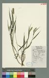 Setaria viridis (L.) Beauv. 