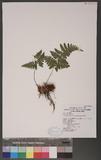 Hypodematium crenatum (Forsk.) Kuhn ~