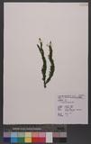 Lycopodium fordii Bak.