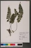 Asplenium subnormale Copel. pK