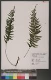 Asplenium cataractarum Rosenst. K