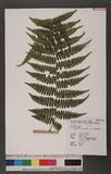 Dryoathyrium boryanum (Willd.) Ching nv