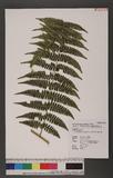 Dryoathyrium boryanum (Willd.) Ching nv