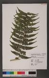 Dryoathyrium boryanum (Willd.) Ching nv