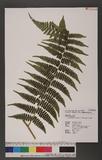 Dryoathyrium boryanum (Willd.) Ching nv