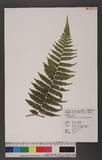 Dryoathyrium boryanum (Willd.) Ching nv