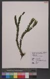 Lycopodium hamiltonii Spring ֤۪Q