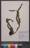 Lycopodium hamiltonii Spring ֤۪Q