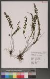 Adiantum edgeworthii Hook. RKu