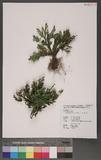 Selaginella tamariscina (Beauv.) Spring U~Q