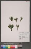 Selaginella tamariscina (Beauv.) Spring U~Q