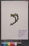 Huperzia serrata (Thunb. ex Murray) Trev. forma longipetiolata (Spring) Ching `dh