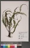 Adiantum caudatum L. @Ku