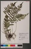 Asplenium wrightii Eaton ex Hook. ܤK