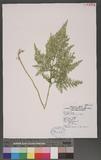 Selaginella mollendorffii Hieron. f