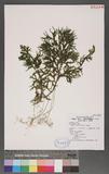 Selaginella doederleinii Hieron. ͮڨf