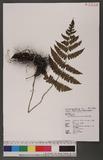 Cornopteris decurrenti-alatum (Hook.) Nakai s