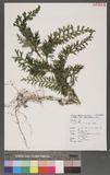 Selaginella delicatula (Desv.) Alston tf